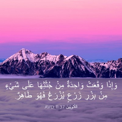 Picture 03 - اَللَّاوِيِّينَ 11:37 AVD - وَإِذَا وَقَعَتْ - Bible Verse Picture