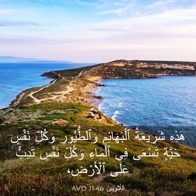 Picture 03 - اَللَّاوِيِّينَ 11:46 AVD - هَذِهِ شَرِيعَةُ - Bible Verse Picture