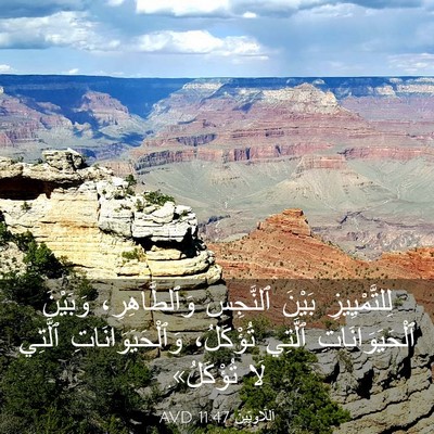 Picture 03 - اَللَّاوِيِّينَ 11:47 AVD - لِلتَّمْيِيزِ بَيْنَ - Bible Verse Picture