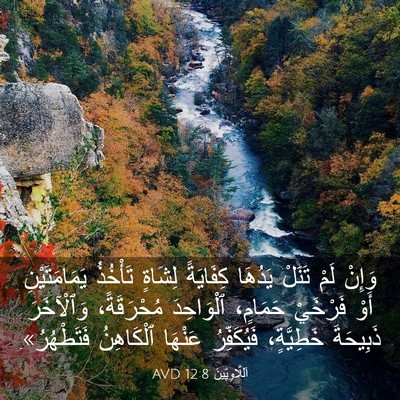 Picture 03 - اَللَّاوِيِّينَ 12:8 AVD - وَإِنْ لَمْ تَنَلْ يَدُهَا - Bible Verse Picture