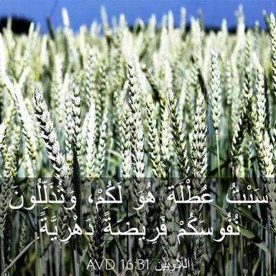 Picture 03 - اَللَّاوِيِّينَ 16:31 AVD - سَبْتُ عُطْلَةٍ هُوَ - Bible Verse Picture