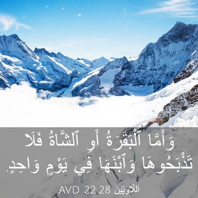 Picture 03 - اَللَّاوِيِّينَ 22:28 AVD - وَأَمَّا ٱلْبَقَرَةُ أَوِ - Bible Verse Picture
