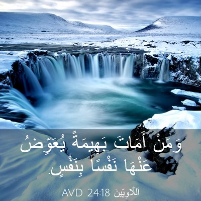 Picture 03 - اَللَّاوِيِّينَ 24:18 AVD - وَمَنْ أَمَاتَ بَهِيمَةً - Bible Verse Picture