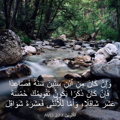 Picture 03 - اَللَّاوِيِّينَ 27:7 AVD - وَإِنْ كَانَ مِنِ ٱبْنِ - Bible Verse Picture