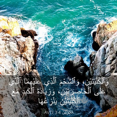 Picture 03 - اَللَّاوِيِّينَ 3:4 AVD - وَٱلْكُلْيَتَيْنِ، - Bible Verse Picture