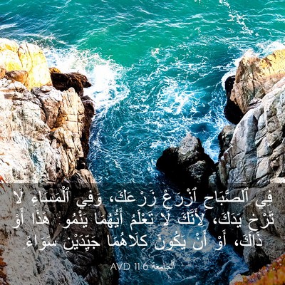 Picture 03 - اَلْجَامِعَةِ 11:6 AVD - فِي ٱلصَّبَاحِ ٱزْرَعْ - Bible Verse Picture