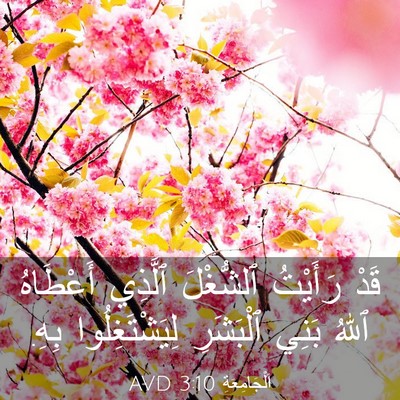 Picture 03 - اَلْجَامِعَةِ 3:10 AVD - قَدْ رَأَيْتُ ٱلشُّغْلَ - Bible Verse Picture