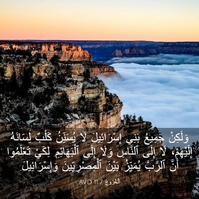 Picture 03 - اَلْخُرُوجُ 11:7 AVD - وَلَكِنْ جَمِيعُ بَنِي - Bible Verse Picture