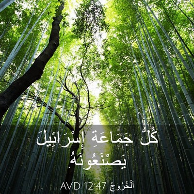 Picture 03 - اَلْخُرُوجُ 12:47 AVD - كُلُّ جَمَاعَةِ - Bible Verse Picture