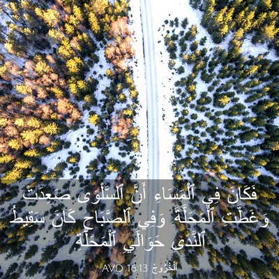 Picture 03 - اَلْخُرُوجُ 16:13 AVD - فَكَانَ فِي ٱلْمَسَاءِ - Bible Verse Picture