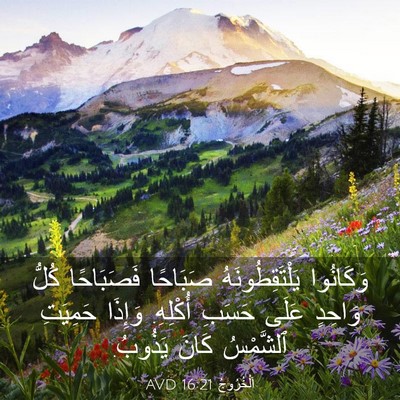 Picture 03 - اَلْخُرُوجُ 16:21 AVD - وَكَانُوا يَلْتَقِطُونَهُ - Bible Verse Picture