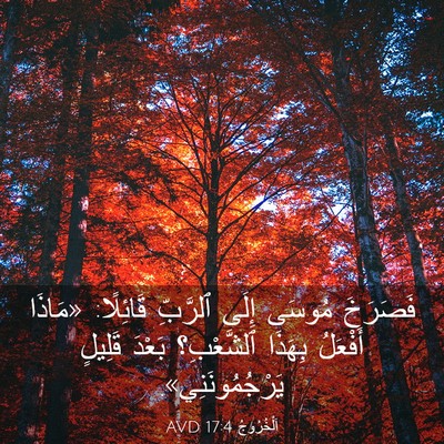 Picture 03 - اَلْخُرُوجُ 17:4 AVD - فَصَرَخَ مُوسَى إِلَى - Bible Verse Picture