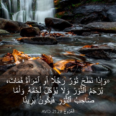 Picture 03 - اَلْخُرُوجُ 21:28 AVD - «وَإِذَا نَطَحَ ثَوْرٌ - Bible Verse Picture