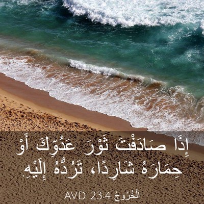 Picture 03 - اَلْخُرُوجُ 23:4 AVD - إِذَا صَادَفْتَ ثَوْرَ - Bible Verse Picture