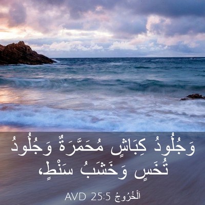 Picture 03 - اَلْخُرُوجُ 25:5 AVD - وَجُلُودُ كِبَاشٍ - Bible Verse Picture