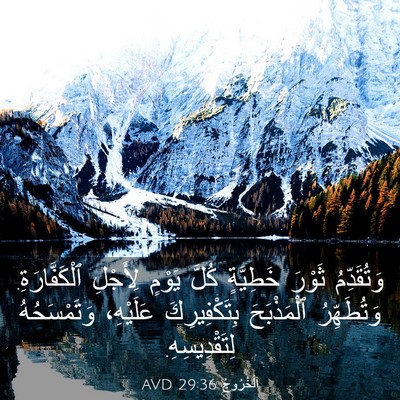 Picture 03 - اَلْخُرُوجُ 29:36 AVD - وَتُقَدِّمُ ثَوْرَ - Bible Verse Picture