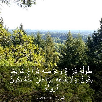 Picture 03 - اَلْخُرُوجُ 30:2 AVD - طُولُهُ ذِرَاعٌ - Bible Verse Picture