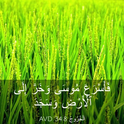 Picture 03 - اَلْخُرُوجُ 34:8 AVD - فَأَسْرَعَ مُوسَى وَخَرَّ - Bible Verse Picture