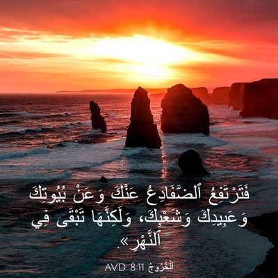 Picture 03 - اَلْخُرُوجُ 8:11 AVD - فَتَرْتَفِعُ ٱلضَّفَادِعُ - Bible Verse Picture
