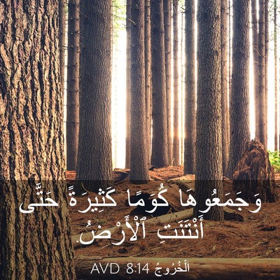 Picture 03 - اَلْخُرُوجُ 8:14 AVD - وَجَمَعُوهَا كُوَمًا - Bible Verse Picture