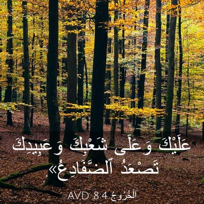 Picture 03 - اَلْخُرُوجُ 8:4 AVD - عَلَيْكَ وَعَلَى شَعْبِكَ - Bible Verse Picture