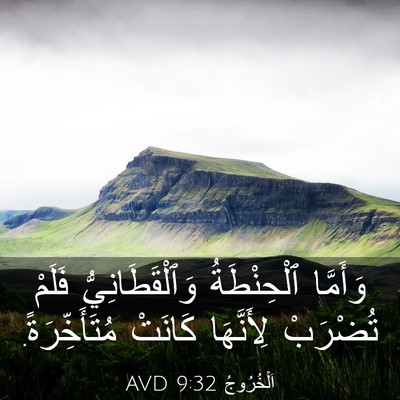 Picture 03 - اَلْخُرُوجُ 9:32 AVD - وَأَمَّا ٱلْحِنْطَةُ - Bible Verse Picture
