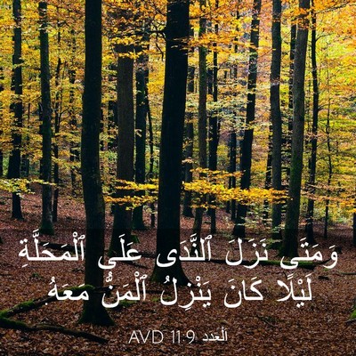 Picture 03 - اَلْعَدَد 11:9 AVD - وَمَتَى نَزَلَ ٱلنَّدَى - Bible Verse Picture