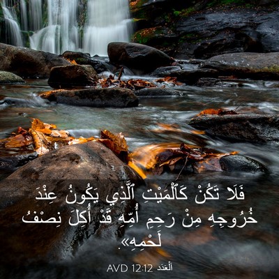 Picture 03 - اَلْعَدَد 12:12 AVD - فَلَا تَكُنْ كَٱلْمَيْتِ - Bible Verse Picture