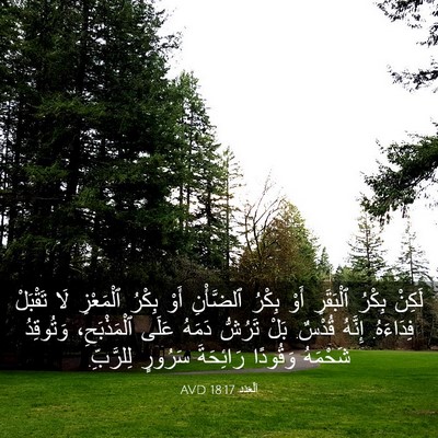 Picture 03 - اَلْعَدَد 18:17 AVD - لَكِنْ بِكْرُ ٱلْبَقَرِ - Bible Verse Picture