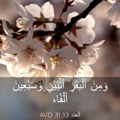 Picture 03 - اَلْعَدَد 31:33 AVD - وَمِنَ ٱلْبَقَرِ - Bible Verse Picture