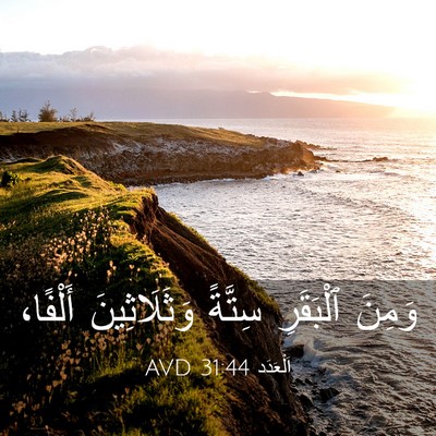 Picture 03 - اَلْعَدَد 31:44 AVD - وَمِنَ ٱلْبَقَرِ سِتَّةً - Bible Verse Picture