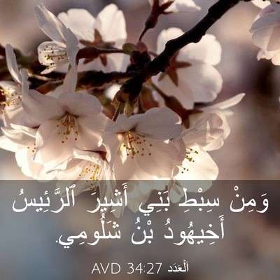 Picture 03 - اَلْعَدَد 34:27 AVD - وَمِنْ سِبْطِ بَنِي - Bible Verse Picture