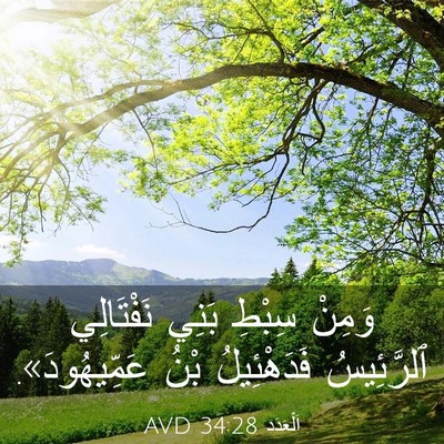 Picture 03 - اَلْعَدَد 34:28 AVD - وَمِنْ سِبْطِ بَنِي - Bible Verse Picture