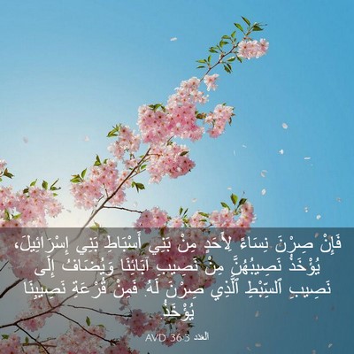 Picture 03 - اَلْعَدَد 36:3 AVD - فَإِنْ صِرْنَ نِسَاءً - Bible Verse Picture