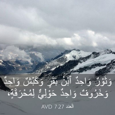 Picture 03 - اَلْعَدَد 7:27 AVD - وَثَوْرٌ وَاحِدٌ ٱبْنُ - Bible Verse Picture