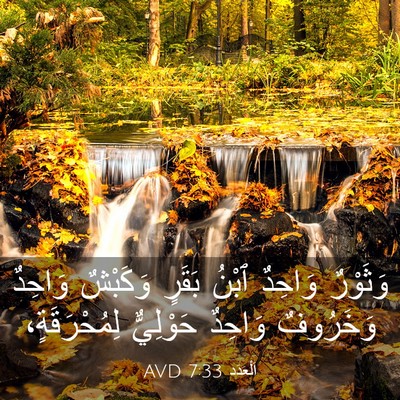 Picture 03 - اَلْعَدَد 7:33 AVD - وَثَوْرٌ وَاحِدٌ ٱبْنُ - Bible Verse Picture