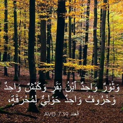 Picture 03 - اَلْعَدَد 7:39 AVD - وَثَوْرٌ وَاحِدٌ ٱبْنُ - Bible Verse Picture