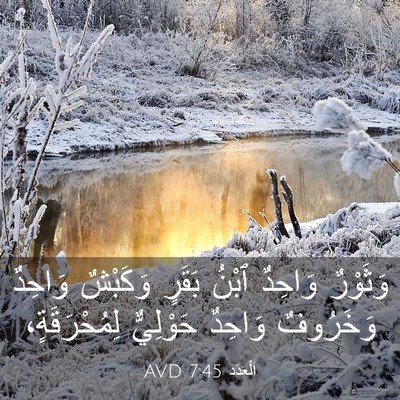Picture 03 - اَلْعَدَد 7:45 AVD - وَثَوْرٌ وَاحِدٌ ٱبْنُ - Bible Verse Picture