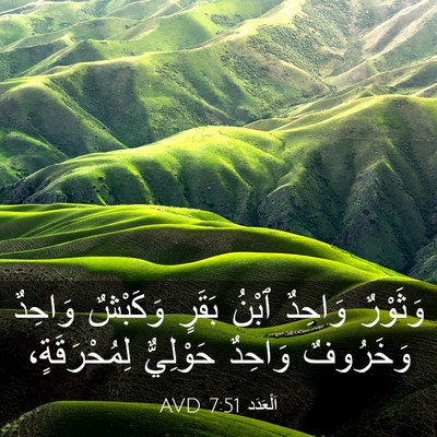 Picture 03 - اَلْعَدَد 7:51 AVD - وَثَوْرٌ وَاحِدٌ ٱبْنُ - Bible Verse Picture