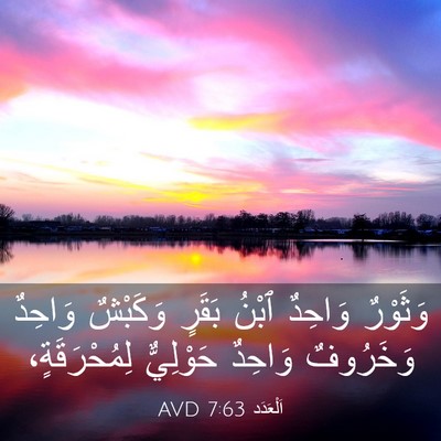 Picture 03 - اَلْعَدَد 7:63 AVD - وَثَوْرٌ وَاحِدٌ ٱبْنُ - Bible Verse Picture