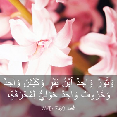 Picture 03 - اَلْعَدَد 7:69 AVD - وَثَوْرٌ وَاحِدٌ ٱبْنُ - Bible Verse Picture