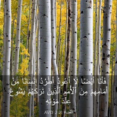 Picture 03 - اَلْقُضَاة 2:21 AVD - فَأَنَا أَيْضًا لَا - Bible Verse Picture