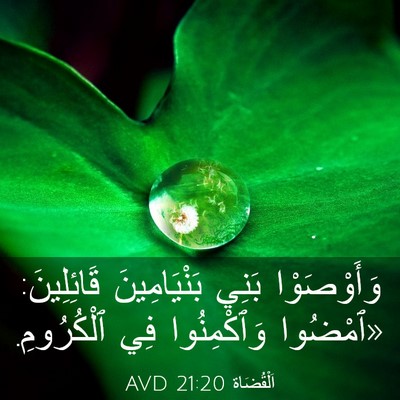 Picture 03 - اَلْقُضَاة 21:20 AVD - وَأَوْصَوْا بَنِي - Bible Verse Picture