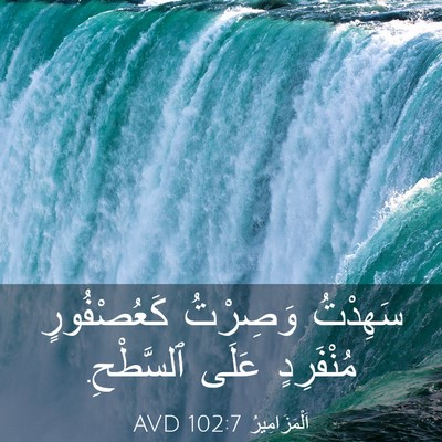 Picture 03 - اَلْمَزَامِيرُ 102:7 AVD - سَهِدْتُ وَصِرْتُ - Bible Verse Picture