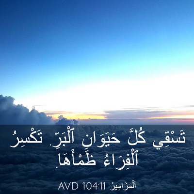Picture 03 - اَلْمَزَامِيرُ 104:11 AVD - تَسْقِي كُلَّ حَيَوَانِ - Bible Verse Picture