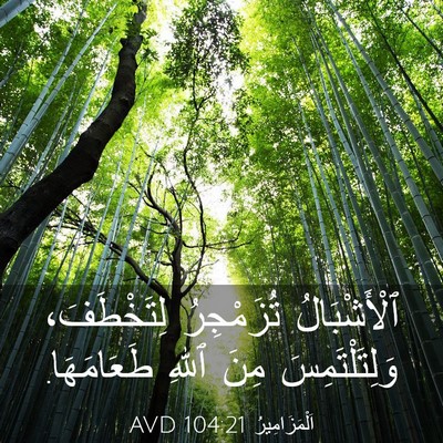 Picture 03 - اَلْمَزَامِيرُ 104:21 AVD - ٱلْأَشْبَالُ تُزَمْجِرُ - Bible Verse Picture