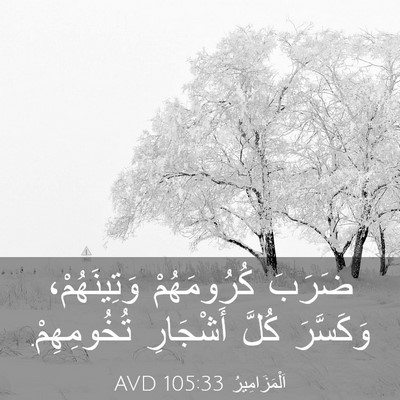Picture 03 - اَلْمَزَامِيرُ 105:33 AVD - ضَرَبَ كُرُومَهُمْ - Bible Verse Picture