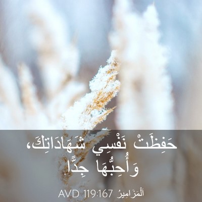 Picture 03 - اَلْمَزَامِيرُ 119:167 AVD - حَفِظَتْ نَفْسِي - Bible Verse Picture