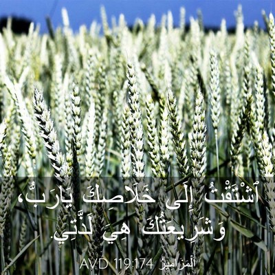 Picture 03 - اَلْمَزَامِيرُ 119:174 AVD - ٱشْتَقْتُ إِلَى خَلَاصِكَ - Bible Verse Picture