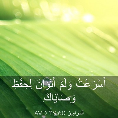 Picture 03 - اَلْمَزَامِيرُ 119:60 AVD - أَسْرَعْتُ وَلَمْ - Bible Verse Picture